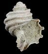 Ecphora Gastropod from Virginia - Maryland State Fossil #52067-1